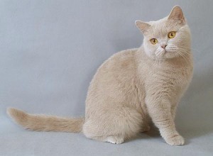 Окрас фавн британских кошек: британская кошка фавн: британская кошка фавн, британский кот фавн, британцы фавн    